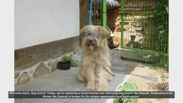 Video thumbnail for The Charming Sapsali: Pros and Cons of This Unique Korean Dog Breed