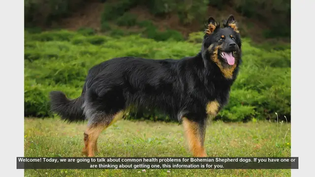 Video thumbnail for Common Health Problems in Bohemian Shepherd Dogs