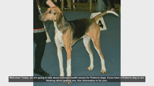 Video thumbnail for Common Health Issues in Poitevin Dogs: What You Need to Know