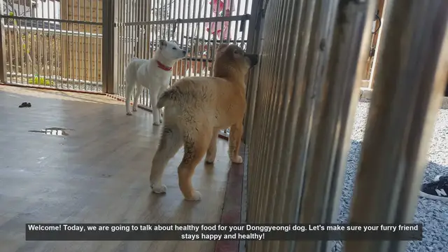 Video thumbnail for Healthy Food for Donggyeongi Dogs - Keep Your Pet Happy and Healthy!