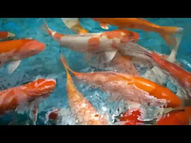 Video thumbnail for Optimal Diet for Koi Fish Growth: Feeding Tips for Impressive Size