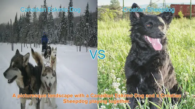 Video thumbnail for Canadian Eskimo Dog vs. Croatian Sheepdog: A Breed Comparison