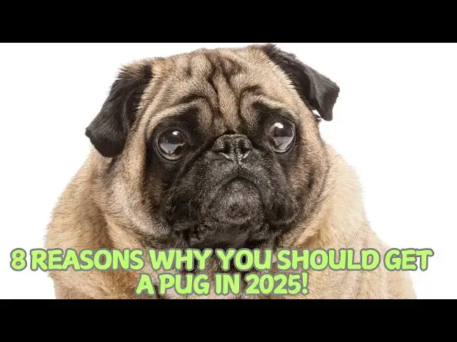Video thumbnail for 8 Reasons Why You Should Get a Pug in 2025! 🐶💕