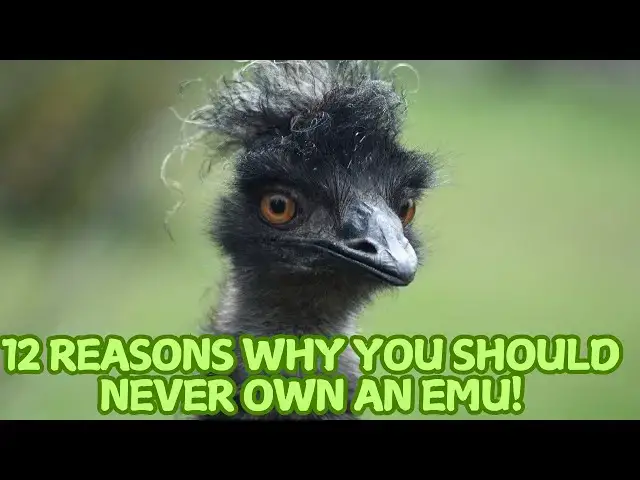 Video thumbnail for 12 Reasons Why You Should Never Own an Emu! 🚫🏡