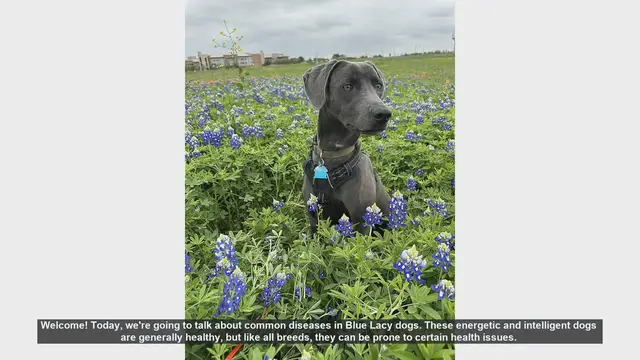 Video thumbnail for Common Health Issues in Blue Lacy Dogs: What You Need to Know