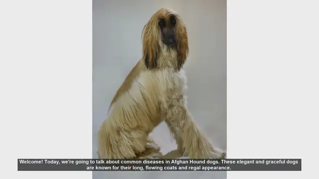 Video thumbnail for Common Health Issues in Afghan Hound Dogs