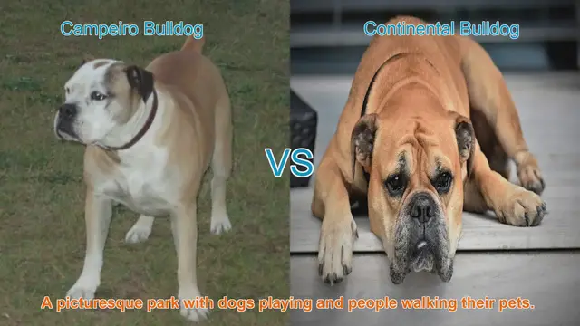 Video thumbnail for Campeiro Bulldog vs. Continental Bulldog: A Comparative Guide