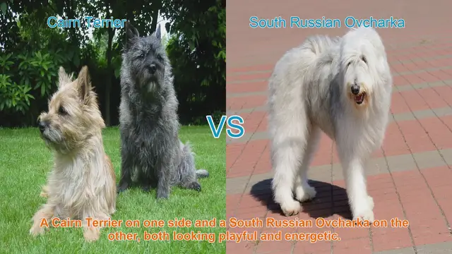 Video thumbnail for Cairn Terrier vs. South Russian Ovcharka: A Comparison of Two Energetic Breeds