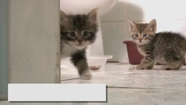 Video thumbnail for Preparing Your Home for New Ragdoll Kittens: A Comprehensive Guide