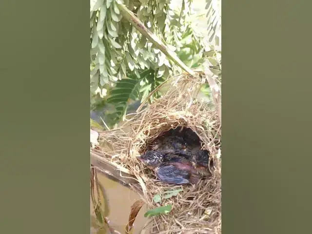 'Video thumbnail for Babies Bird Cries Feed Eat (EP-98)  #birds #nature #birdfeeding #birdwatching'