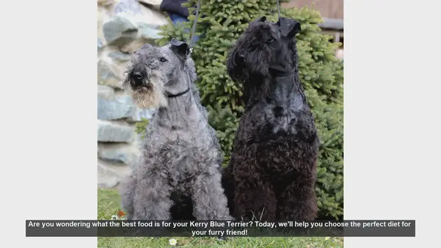 Video thumbnail for Best Diet for Your Kerry Blue Terrier: Essential Tips!