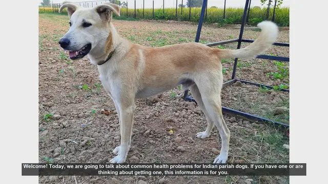 Video thumbnail for Common Health Problems in Indian Pariah Dogs: Tips for a Healthy Pet