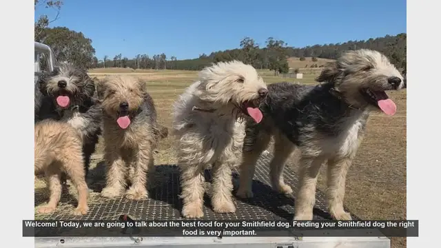 Video thumbnail for Best Food for Your Smithfield Dog: A Complete Guide