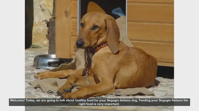 Video thumbnail for Healthy Food Tips for Your Segugio Italiano Dog