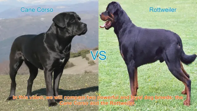 Video thumbnail for Cane Corso vs. Rottweiler: A Comparison of Two Powerful Dog Breeds