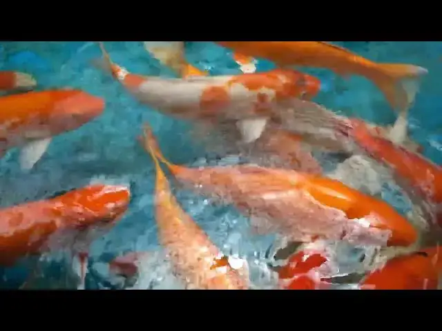Video thumbnail for Koi Fish Breeding: Effective Parasite Prevention Strategies
