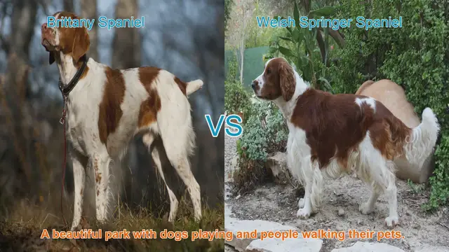 Video thumbnail for Brittany Spaniel vs. Welsh Springer Spaniel: A Comprehensive Breed Comparison