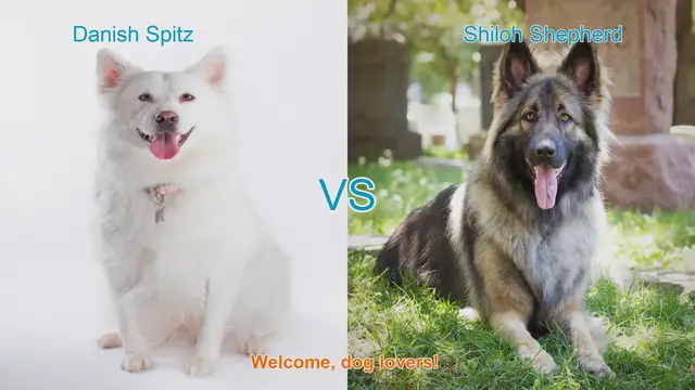 Video thumbnail for Danish Spitz vs. Shiloh Shepherd: A Comprehensive Breed Comparison