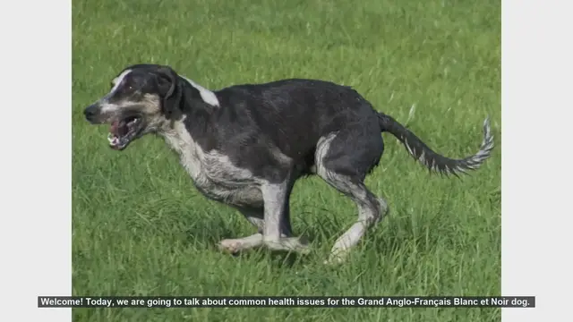 Video thumbnail for Common Health Issues in Grand Anglo-Français Blanc et Noir Dogs
