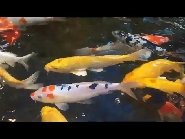 Video thumbnail for Koi Fish and Their Young A Surprising Behavior