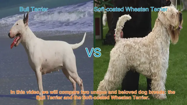 Video thumbnail for Bull Terrier vs. Soft-coated Wheaten Terrier: A Comparison of Two Beloved Dog Breeds