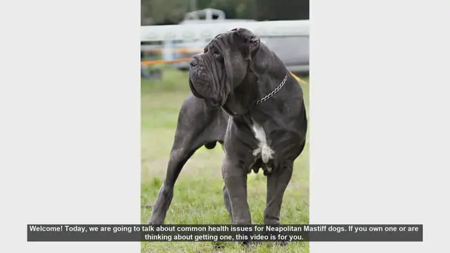 Video thumbnail for Common Health Issues in Neapolitan Mastiff Dogs