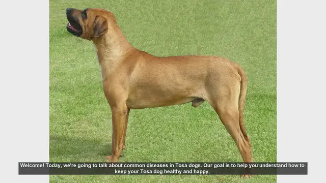 Video thumbnail for Common Health Issues in Tosa Dogs and How to Prevent Them