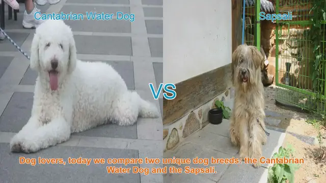 Video thumbnail for Comparing Cantabrian Water Dog and Sapsali: A Guide for Dog Lovers