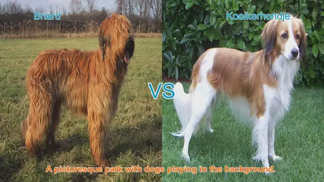 Video thumbnail for Briard vs. Kooikerhondje: A Comparison of Two Long-Hair Dog Breeds