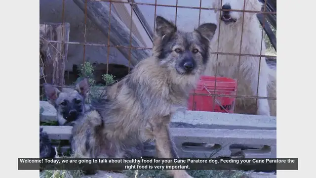 Video thumbnail for Healthy Food Guide for Your Cane Paratore Dog