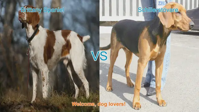 Video thumbnail for Brittany Spaniel vs. Schillerstövare: A Comprehensive Comparison