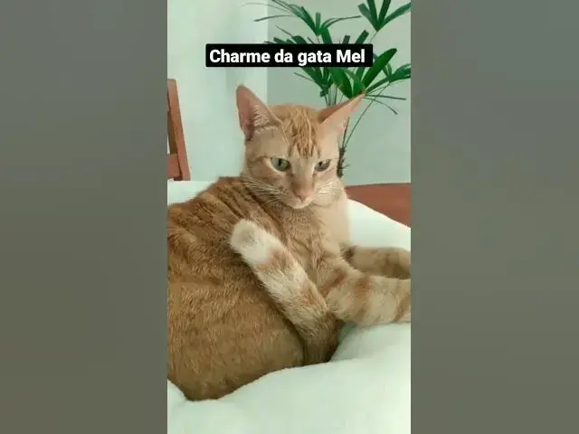 Video thumbnail for Gata Mel esbanjando charme. #shorts #cats #shortsvideo #gatos #catlover