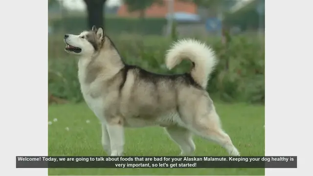 Video thumbnail for Foods to Avoid for Your Alaskan Malamute: Essential Tips for a Healthy Dog