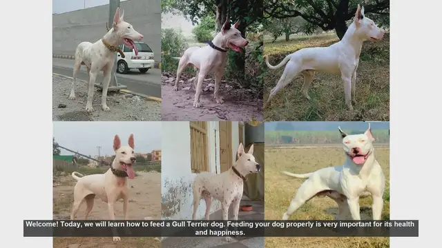 Video thumbnail for How to Properly Feed Your Gull Terrier Dog
