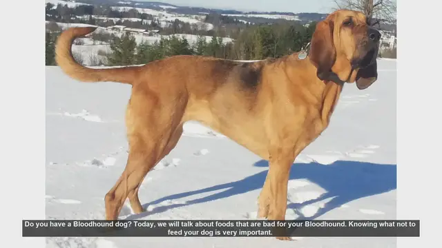 Video thumbnail for Foods to Avoid Feeding Your Bloodhound: Essential Safety Tips
