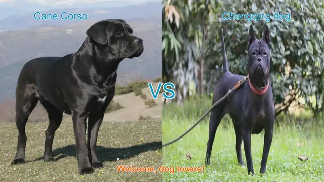 Video thumbnail for Cane Corso vs. Chongqing Dog: A Comparison of Two Powerful Breeds