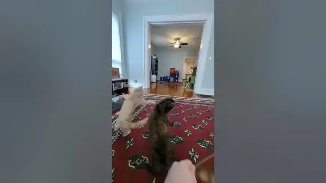 Video thumbnail for 🐈🐈‍⬛ Soot & Shine Playing