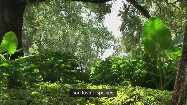 Video thumbnail for Shade-Loving Plants Placement