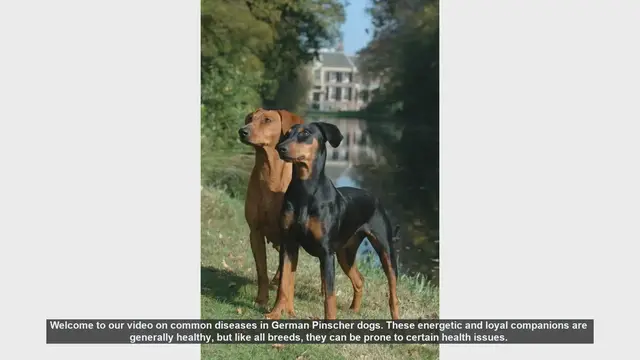 Video thumbnail for Common Health Issues in German Pinscher Dogs: What You Need to Know