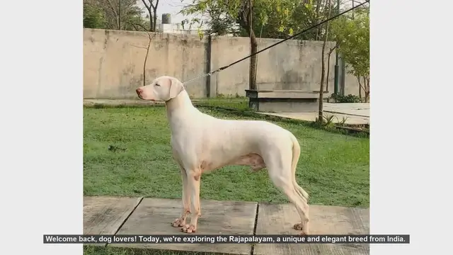 Video thumbnail for Rajapalayam Dogs: Pros and Cons of This Elegant Indian Breed