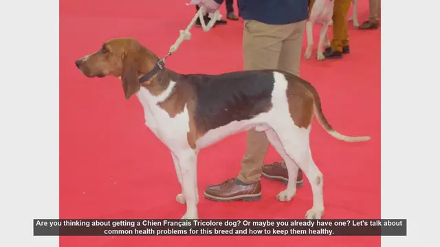 Video thumbnail for Chien Français Tricolore: Common Health Issues and Care Tips