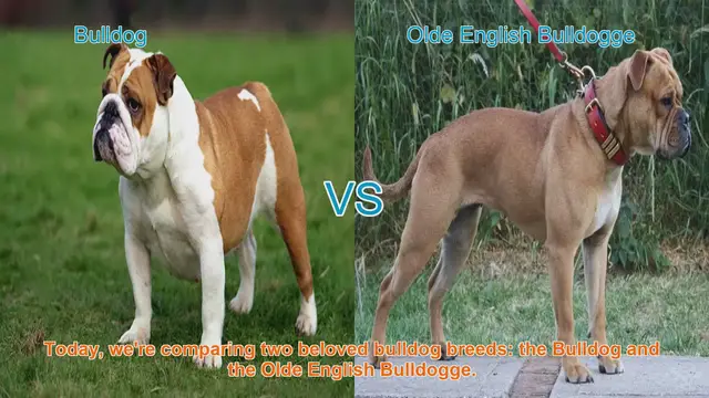 Video thumbnail for Bulldog vs. Olde English Bulldogge: A Comparison