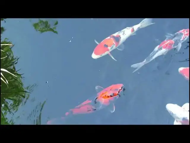Video thumbnail for Koi Fish Health: Identifying and Treating Velvet Disease