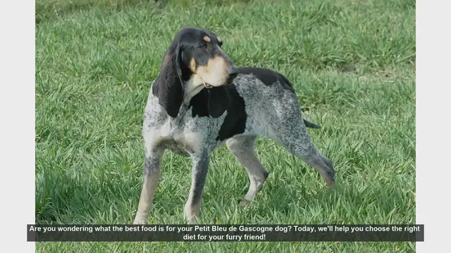 Video thumbnail for Best Diet Tips for Your Petit Bleu de Gascogne Dog