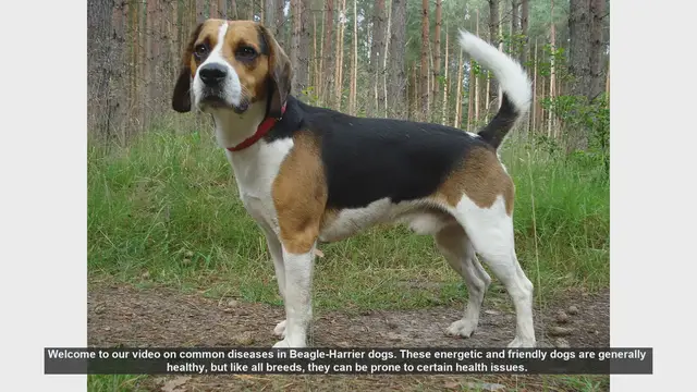 Video thumbnail for Common Health Issues in Beagle-Harrier Dogs