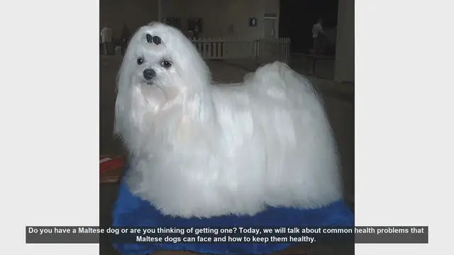 Video thumbnail for Essential Health Tips for Your Maltese Dog