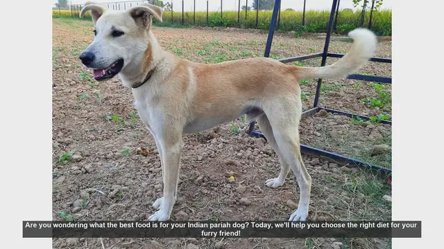 Video thumbnail for Best Diet for Your Indian Pariah Dog: Tips for a Healthy and Happy Pet