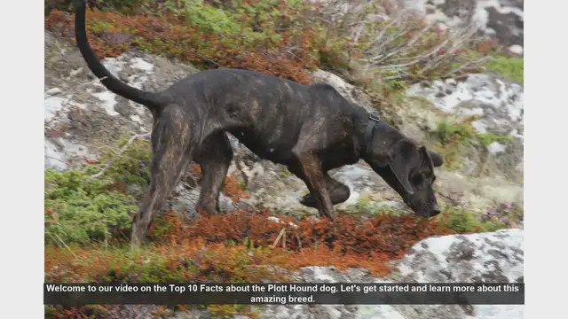 Video thumbnail for Top 10 Fascinating Facts About the Plott Hound Dog
