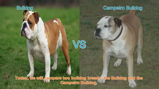 Video thumbnail for Bulldog vs. Campeiro Bulldog: A Comprehensive Breed Comparison