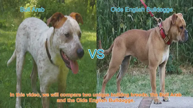 Video thumbnail for Bull Arab vs. Olde English Bulldogge: A Breed Comparison Guide